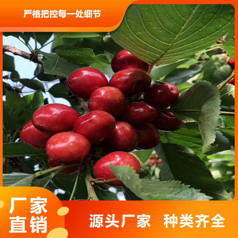 櫻桃桃樹苗物美價優