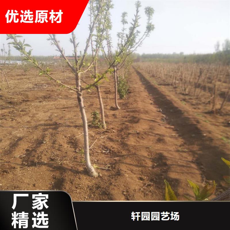 櫻桃蘋果苗源廠定制