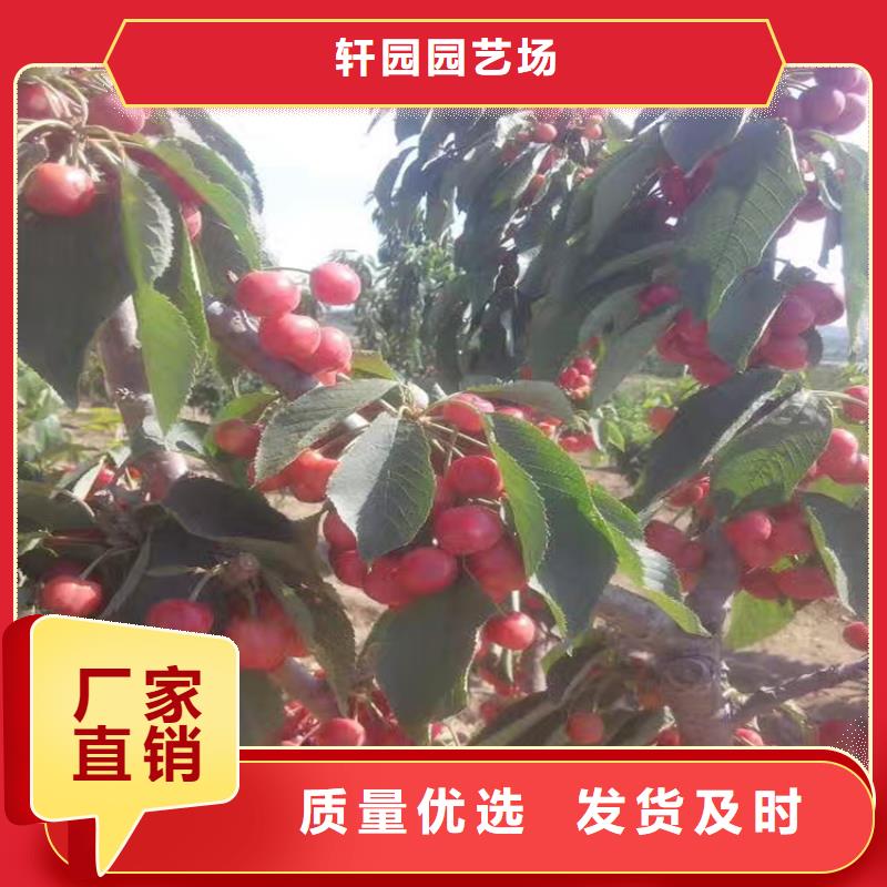 櫻桃蘋果苗檢驗(yàn)發(fā)貨