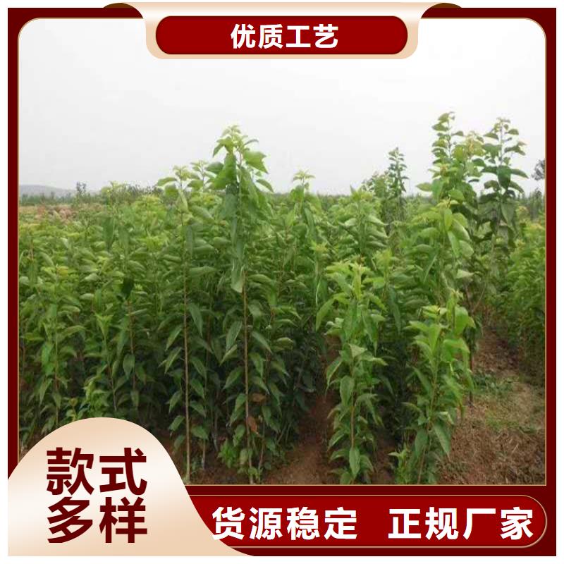 櫻桃北美冬青發貨迅速