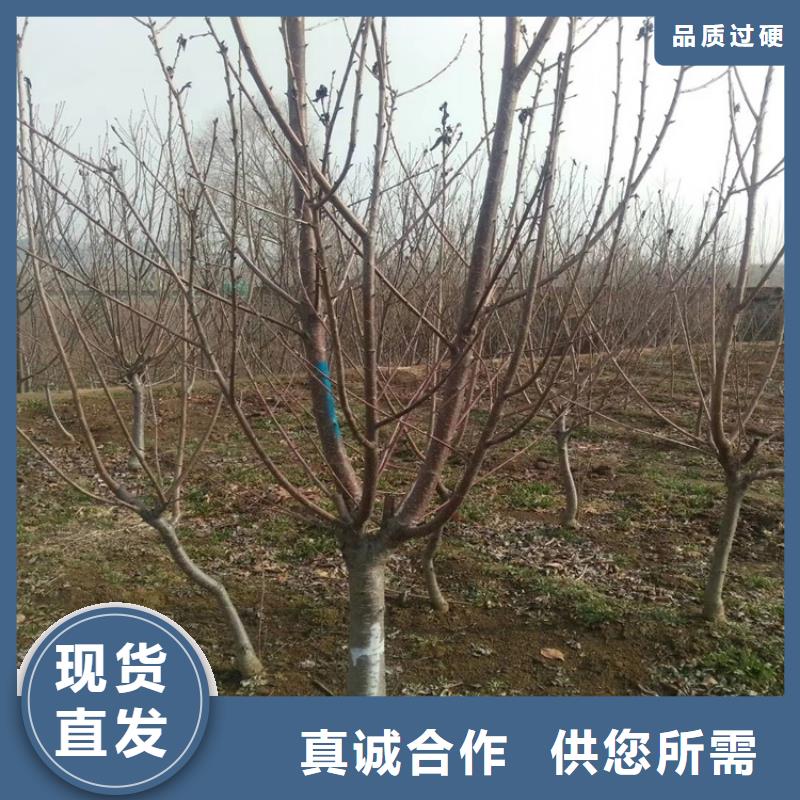 【櫻桃】-瑪瑙紅石榴苗不只是質(zhì)量好