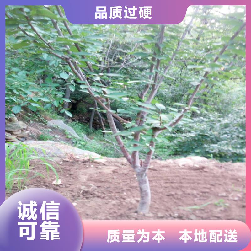 櫻桃蘋果苗源廠定制