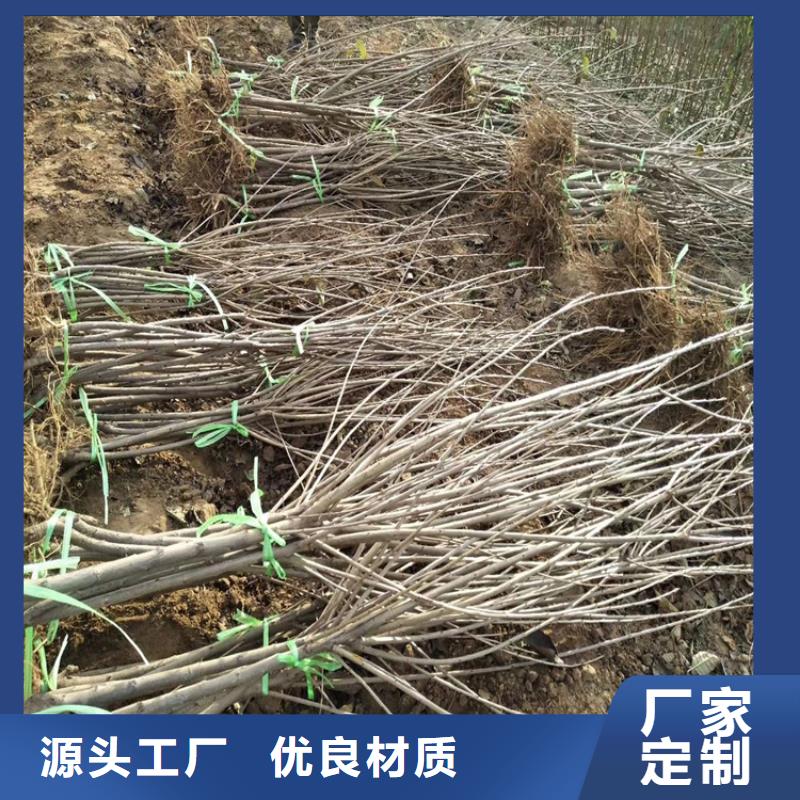 櫻桃蘋果苗源廠定制