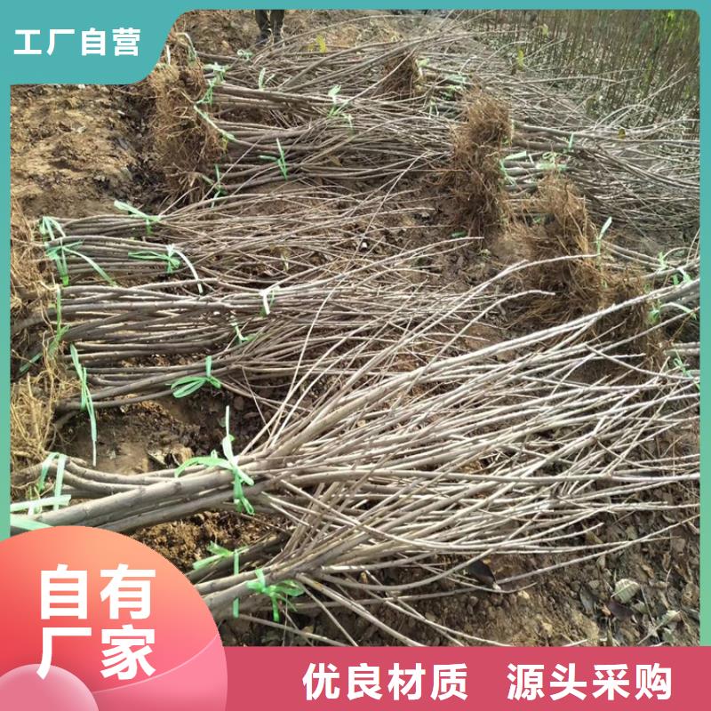 櫻桃蘋果苗源廠定制