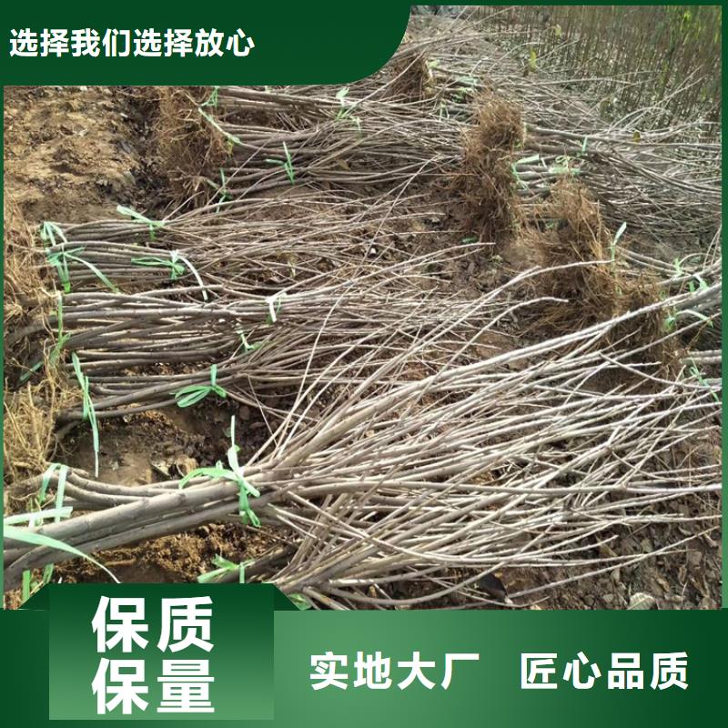 櫻桃蘋果苗自產自銷