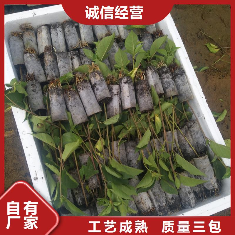 櫻桃,蘋(píng)果苗產(chǎn)地貨源