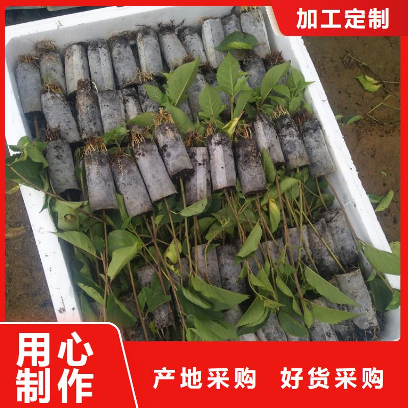 櫻桃蘋果苗每個細節都嚴格把關