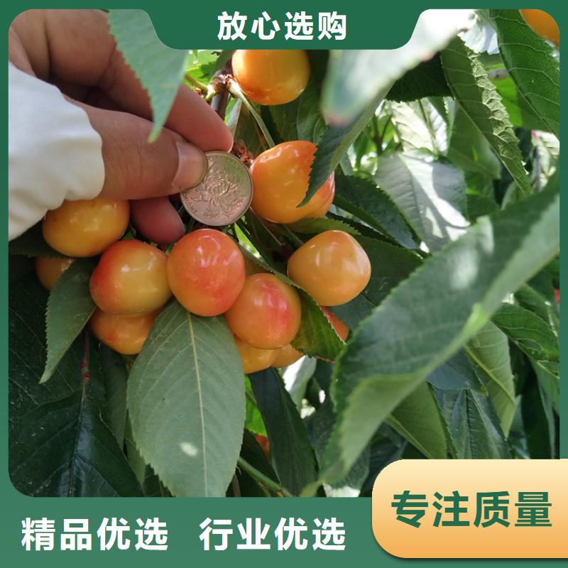 櫻桃蘋果苗源廠定制