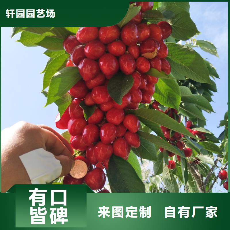 樱桃樱桃苗满足客户需求
