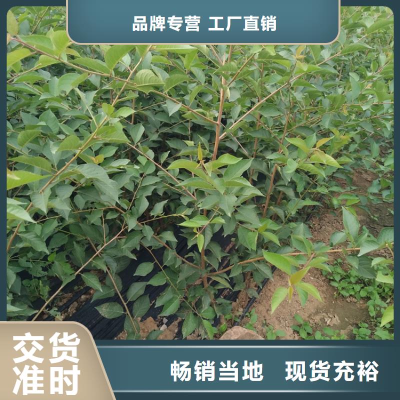櫻桃,蘋(píng)果苗產(chǎn)地貨源