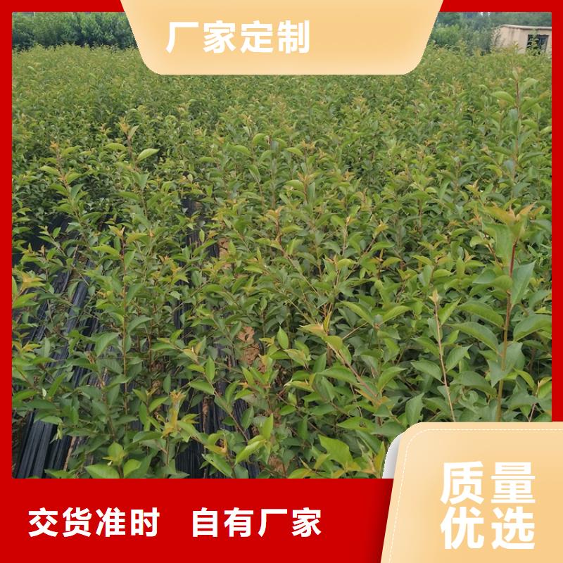 櫻桃蘋果苗每個細節都嚴格把關