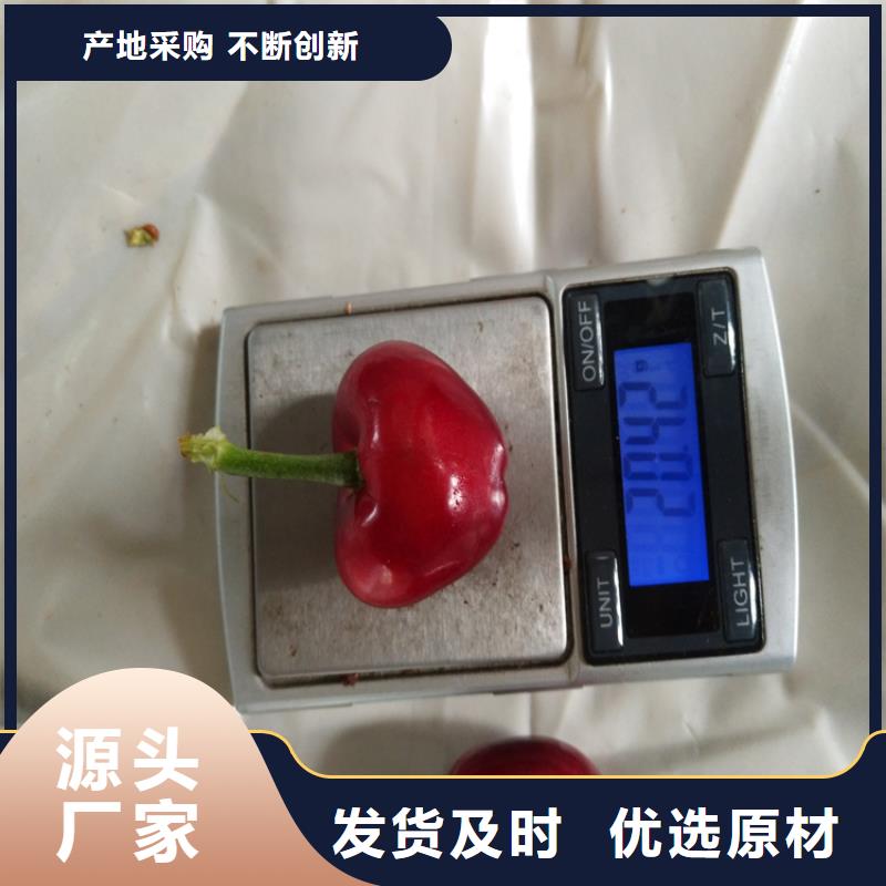 櫻桃西瓜苗材質實在