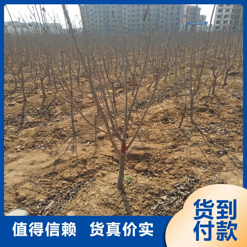 【櫻桃】【藍莓苗】貨源報價