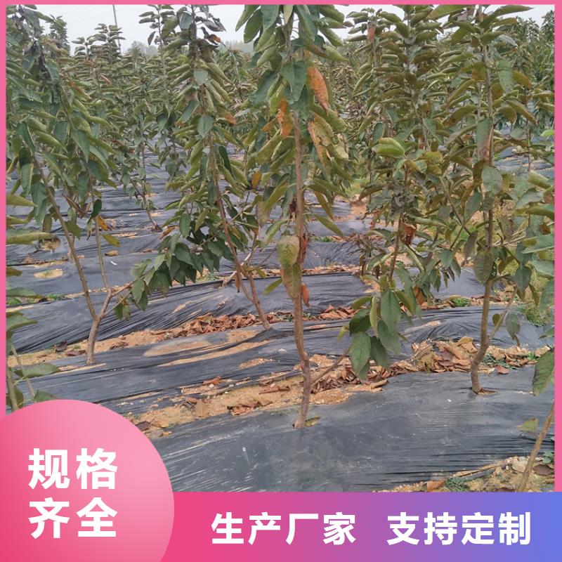 【櫻桃】【藍莓苗】貨源報價