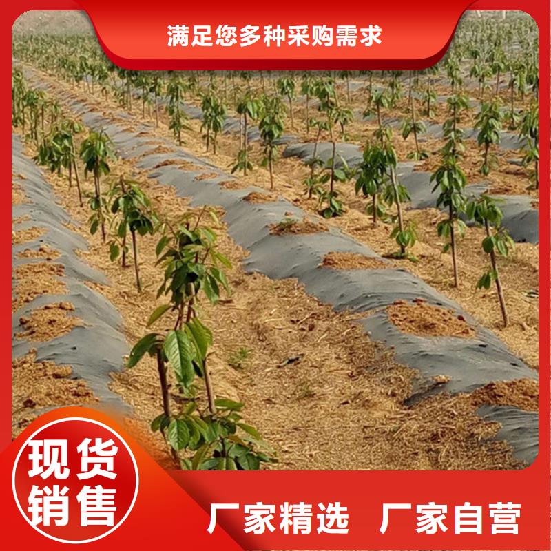 櫻桃蘋果苗每個細節都嚴格把關