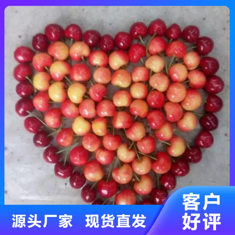 櫻桃蘋果苗每個細節都嚴格把關