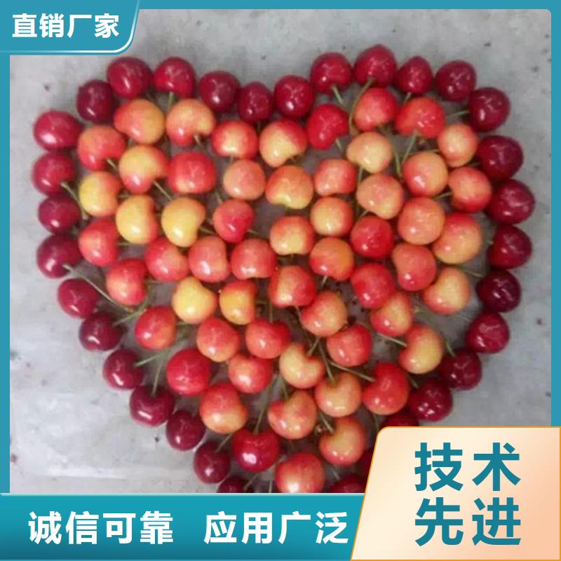 櫻桃蘋果苗自產自銷