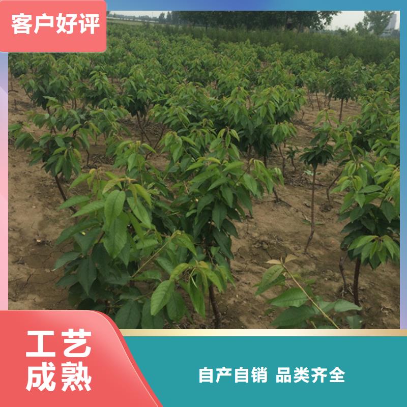 櫻桃,蘋(píng)果苗產(chǎn)地貨源