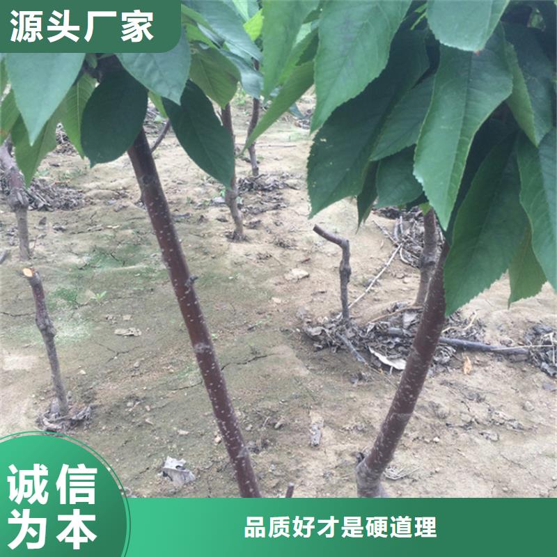 【櫻桃】-瑪瑙紅石榴苗不只是質(zhì)量好