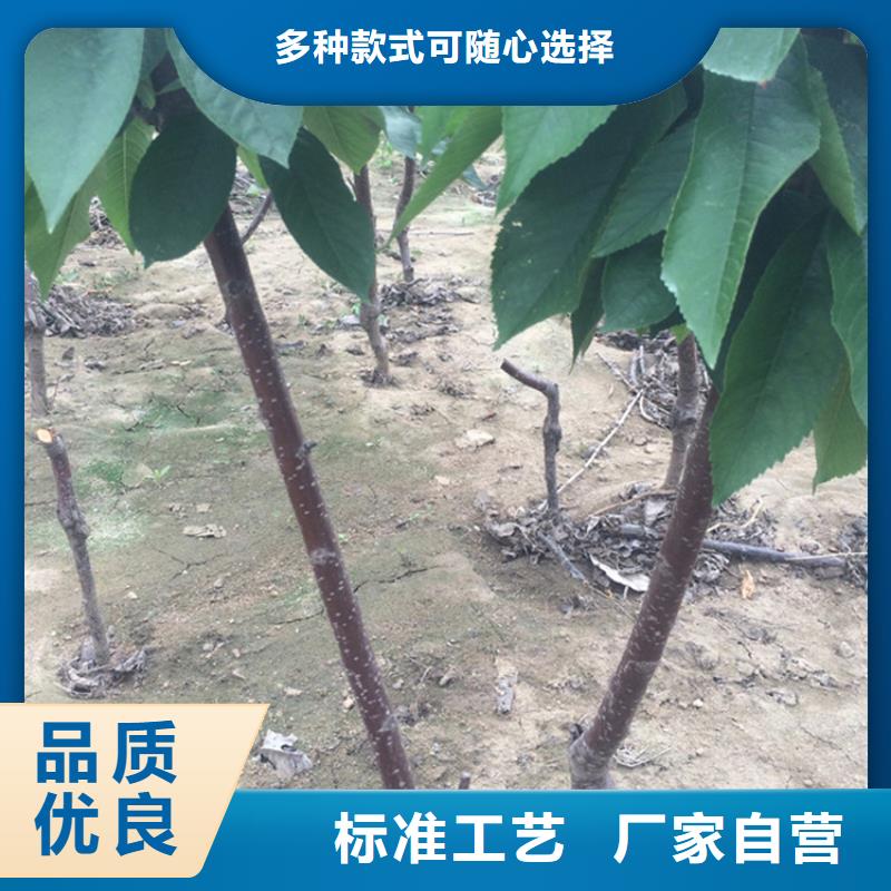 櫻桃北美冬青發貨迅速