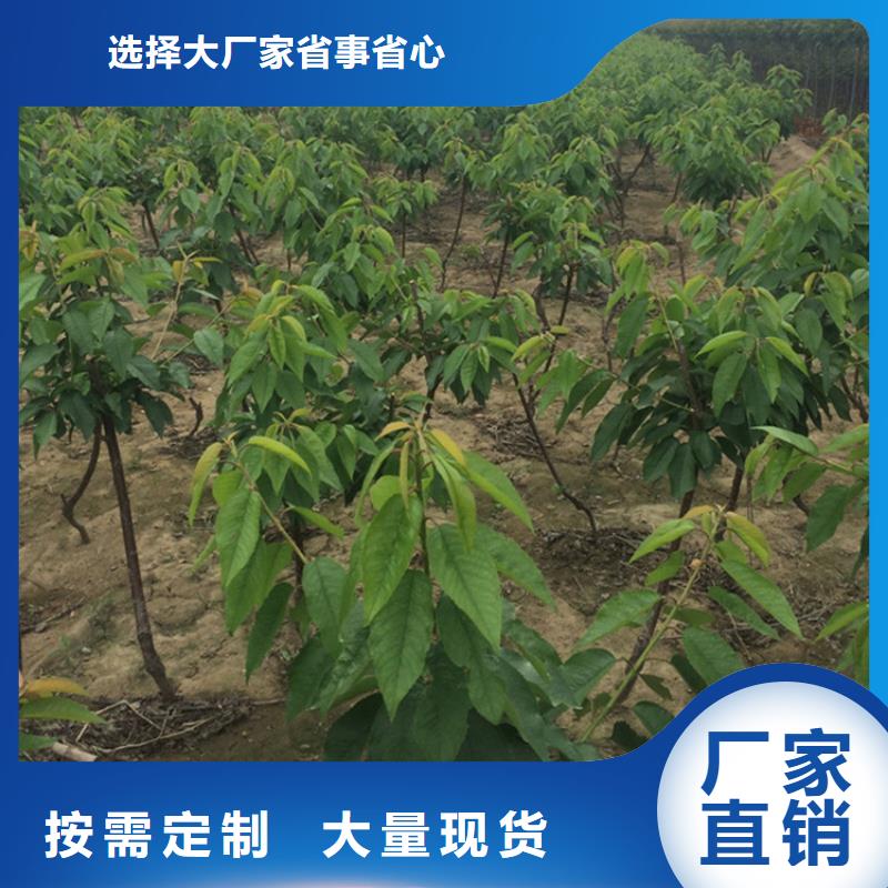 櫻桃蘋果苗每個細節都嚴格把關