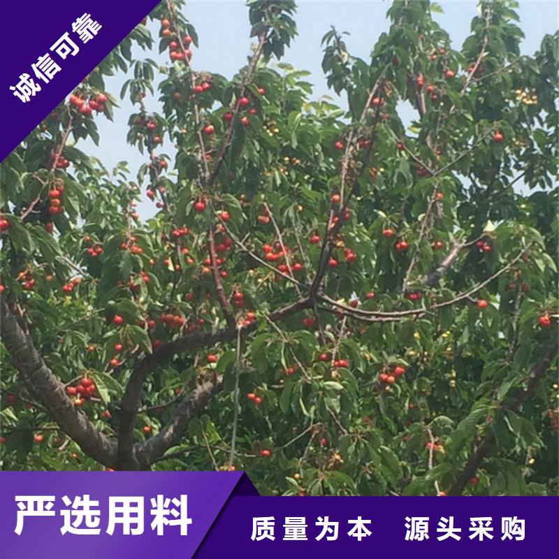 櫻桃蘋果苗源廠定制