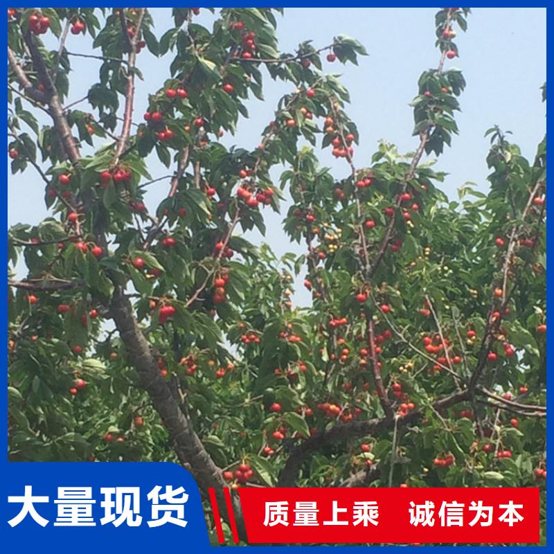 【櫻桃】-瑪瑙紅石榴苗不只是質(zhì)量好