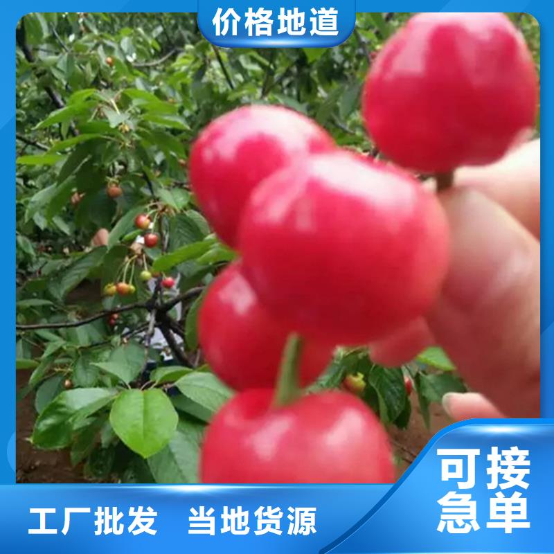 櫻桃蘋果苗每個細節都嚴格把關