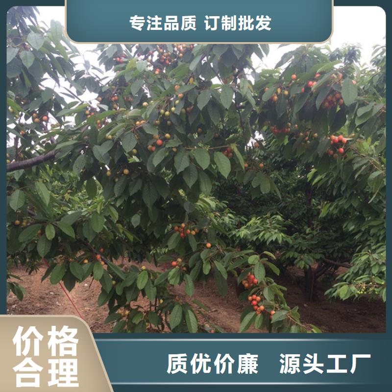 櫻桃蘋果苗源廠定制