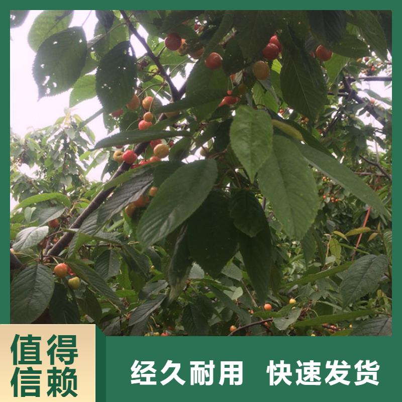 櫻桃蘋果苗源廠定制