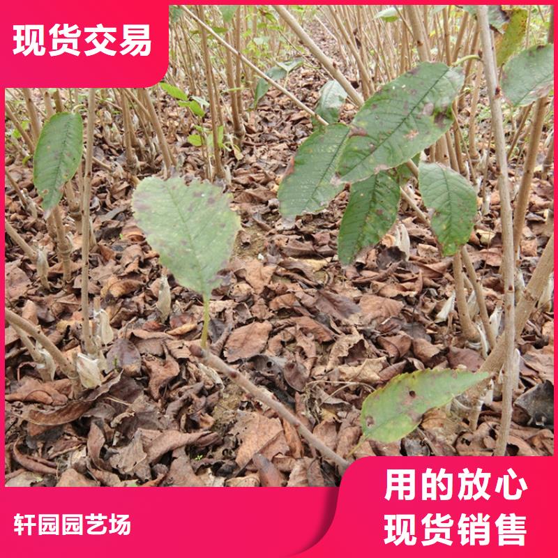 【櫻桃】【藍莓苗】貨源報價