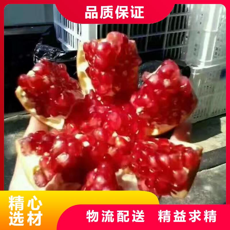 【石榴梨樹苗精益求精】