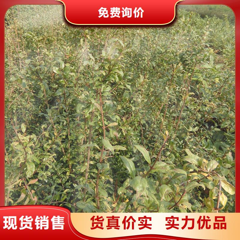 石榴石榴苗卓越品質保障