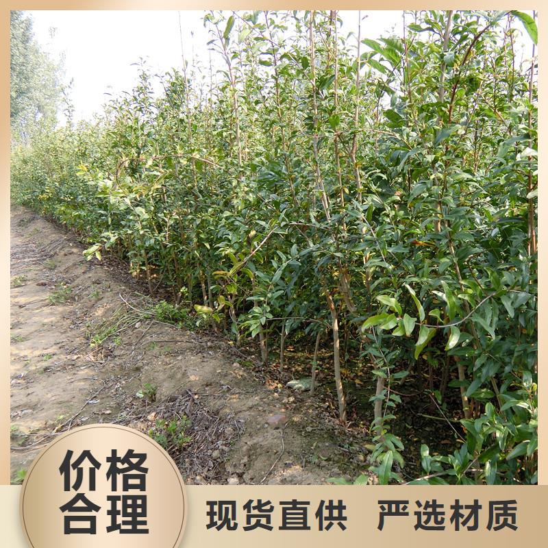 【石榴】櫻桃苗可零售可批發