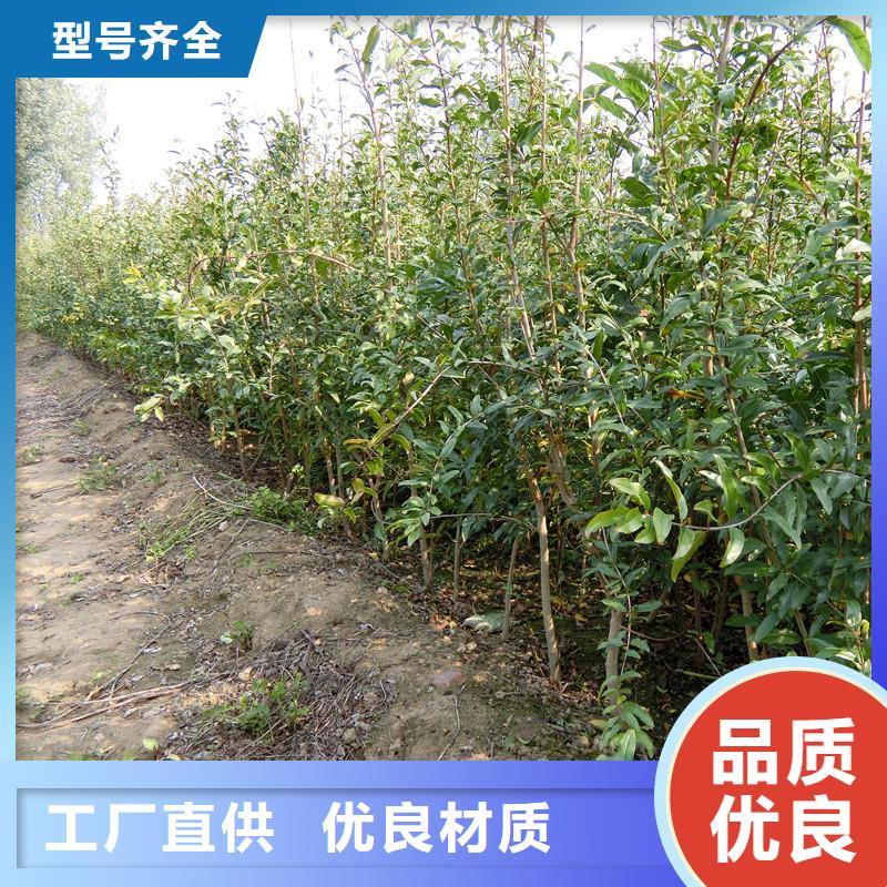 石榴嘎啦蘋果一站式采購(gòu)商家