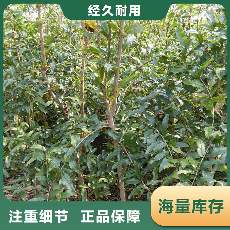 【石榴梨樹苗精益求精】