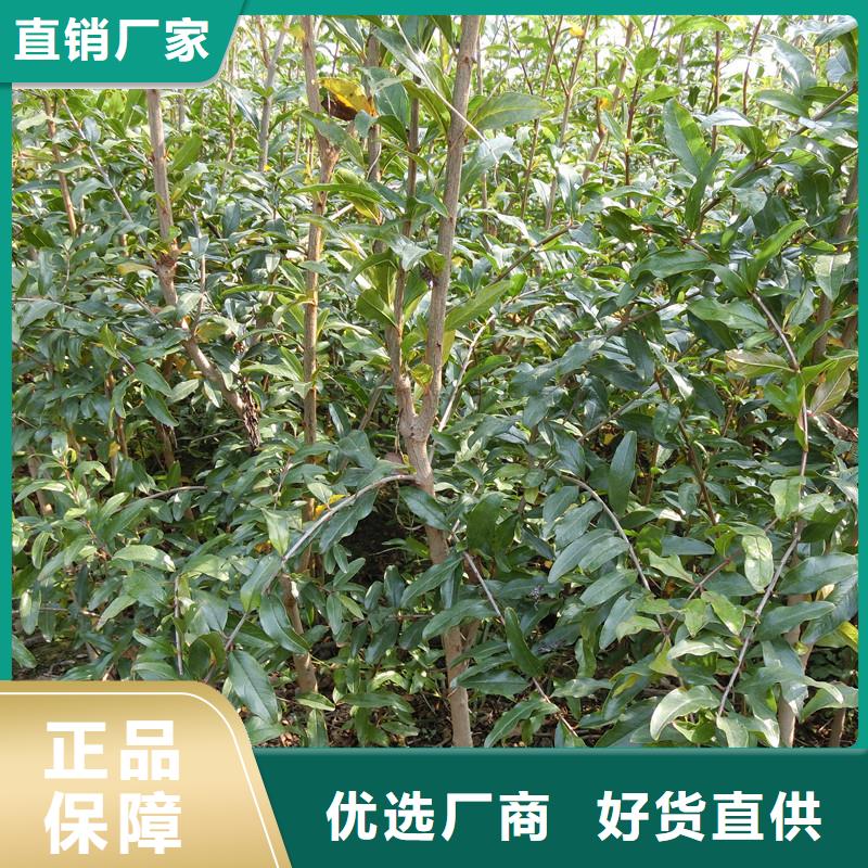 【石榴】櫻桃苗工廠直營