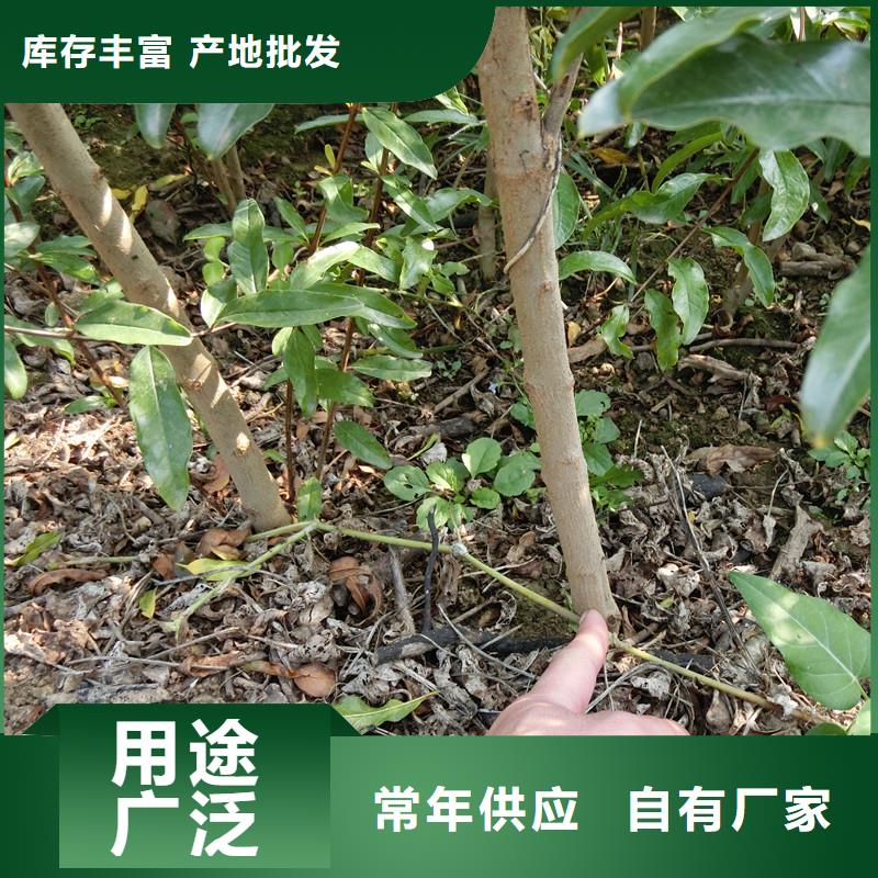 石榴石榴樹嚴(yán)格把控質(zhì)量