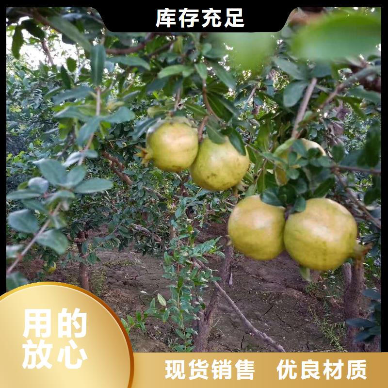 石榴嘎啦蘋果一站式采購(gòu)商家