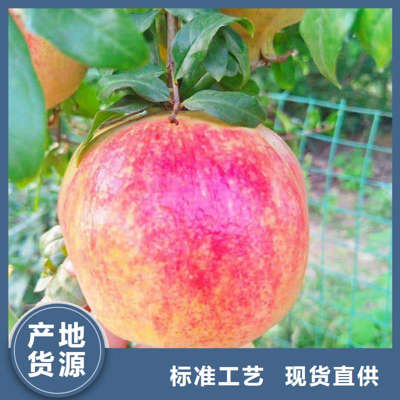 【石榴】櫻桃苗可零售可批發