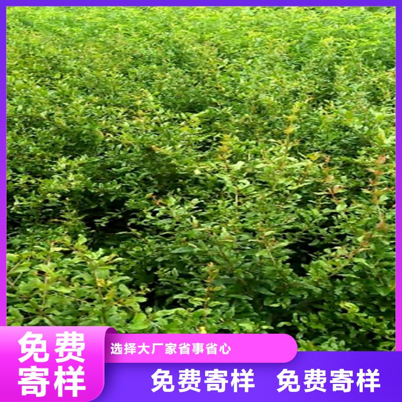 【石榴】櫻桃苗可零售可批發