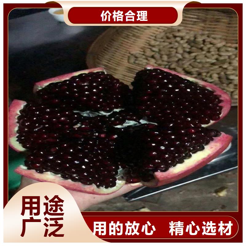 石榴樱桃苗欢迎来电咨询