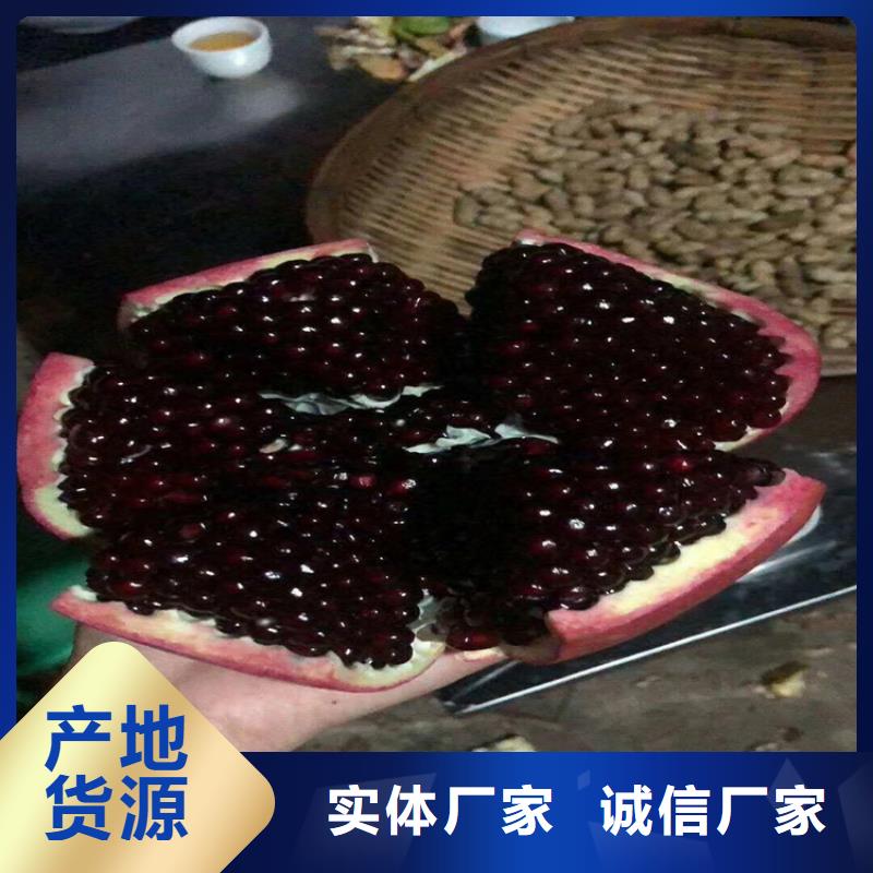 石榴樱桃苗买的放心