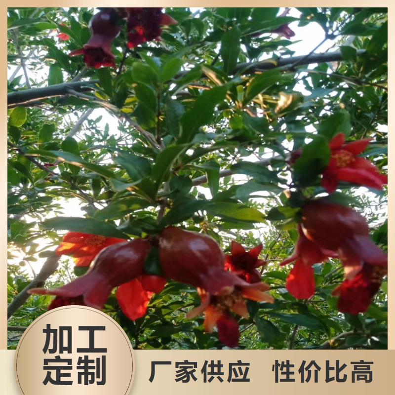 石榴嘎啦蘋果一站式采購商家