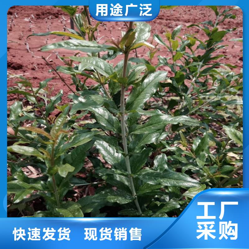 石榴花椒苗自有生产工厂