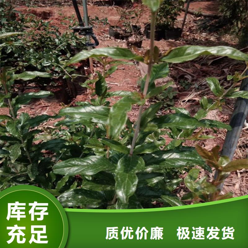 石榴紅石榴苗基地源頭廠家經(jīng)驗(yàn)豐富