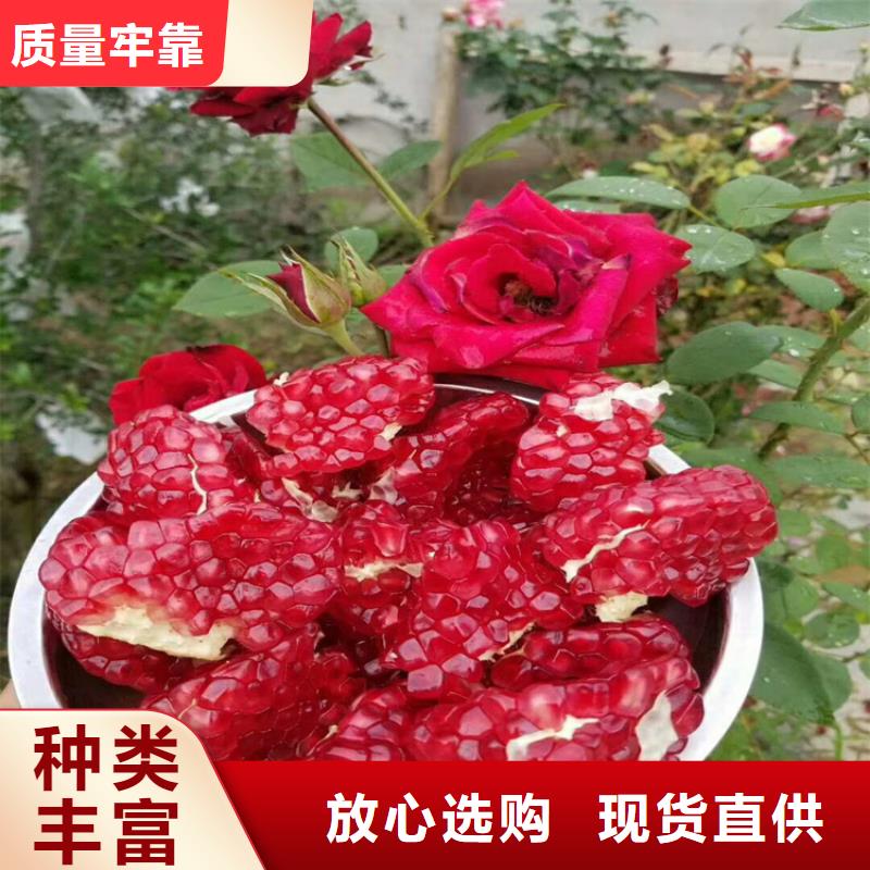 石榴_櫻桃苗廠家直營