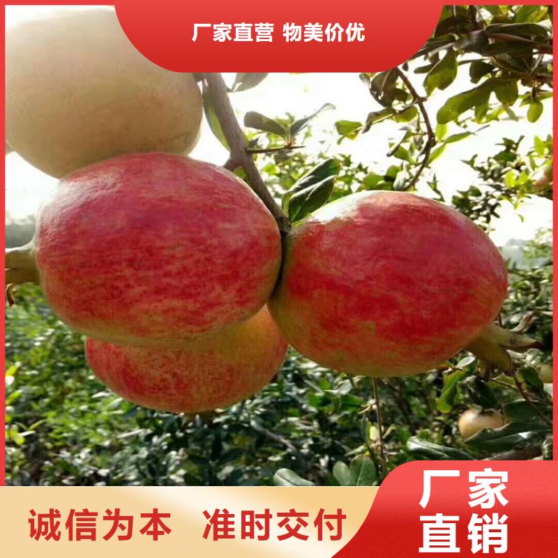 【石榴梨樹苗精益求精】