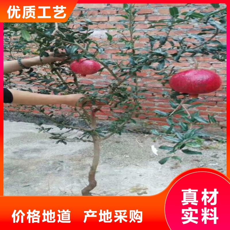 石榴_櫻桃苗廠家直營