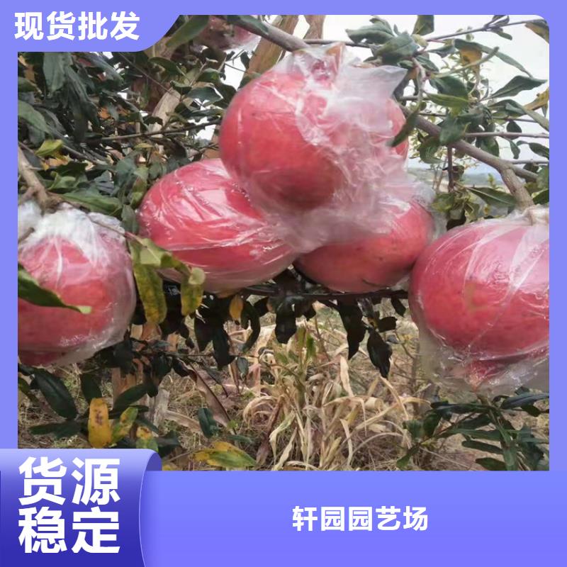 石榴_蘋果苗量大從優